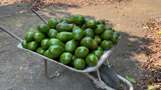 Aguacates